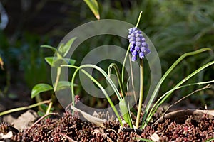 Close up of blue spring flowers grape hyacinth in spring with natural green background.