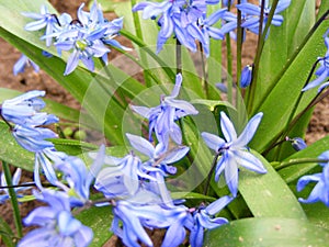 Close up of blue spring flowers scilla in the park