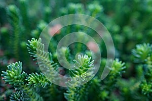 Close-up of Blue Spruce Stonecrop Sedum rupestre