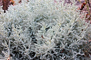 Close-up of Blue Star Juniper Plant also known as Himalayan juniper. Needled evergreen shrub with silvery-blue, densely-packed fol