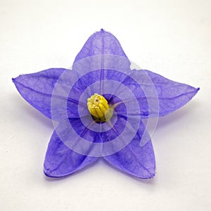 Close Up Of A Blue Starlight Flower
