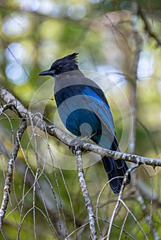 Close up of a blue Steller`s jay Cyanocitta stelleri, also called long-crested jay, mountain jay or pine jay photo