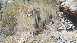 close up of a blue stripe clownfish and anemone on a shallow reef in fiji
