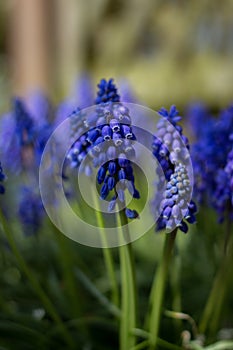 Close up blue Summer hyacinth in the garden