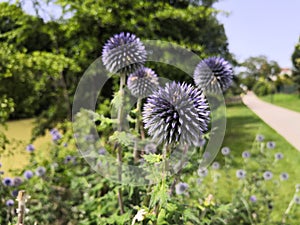 Close-up on a blue thistle flower