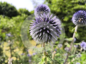 Close-up on a blue thistle flower