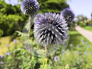 Close-up on a blue thistle flower
