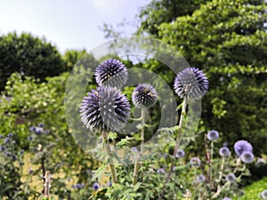 Close-up on a blue thistle flower