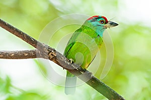 Close-up a Blue-throated barbet perching on the tree branch