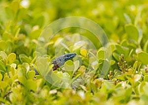 Close up of a blue-throated keeled lizard Algyroides nigropunctatus,popping his head out of a hedge.