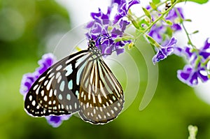 Close up Blue Tiger butterfly or Tirumala hamata