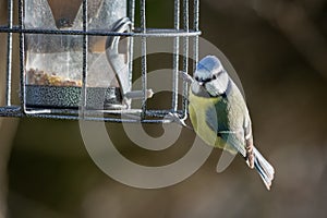 close up of blue tit on feeder