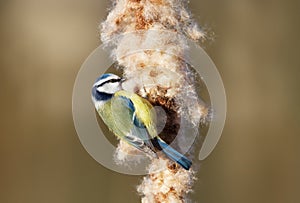 Close up of a Blue tit feeding on a typha seeds
