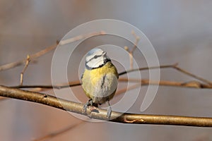 Blue tit - Parus caeruleus in the forest
