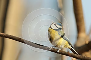 Blue tit - Parus caeruleus in the forest