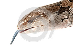Close up of Blue Tongued Skink with tongue out