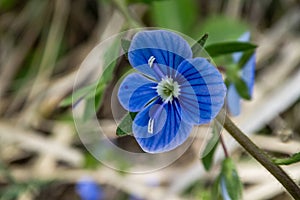 Close-up of blue Veronica persica birdeye speedwell flower blooming