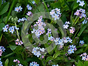 Close up of blue and violet flowers. Early spring, selective focus.