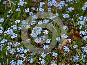 Close up of blue and violet flowers. Early spring, selective focus.