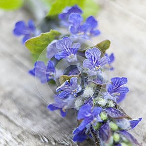 The Close up of blue or violet sage flower, Salvia officinalis, macro