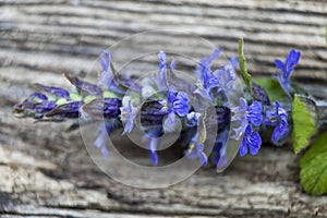 The Close up of blue or violet sage flower, Salvia officinalis, macro