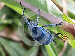Blue Weevil Beetle on a Green Leaf