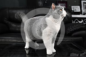 close up of a blue and white british shorthair cat standing on a table