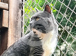 A close-up of a blue-and-white cat looking back