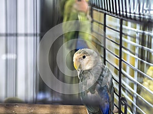 Close-up blue-white colored lovebirds standing in cage