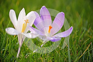 Close up of blue and white crocus flowers