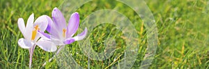 Close up of blue and white crocus flowers in the grass, spring concept