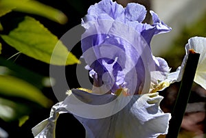 Close up of blue and white iris flower