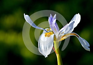 Close up of blue and white iris flower