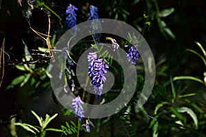 Close-up of blue wild flowers and spider web in the forest. Flowers of the wild of Eastern Siberia.