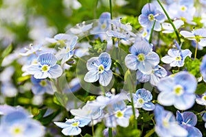 Close-up, blue wild flowers. Tenderness and romantic of nature