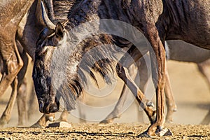 Close up of a blue Wildebeest walking past