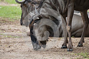 close-up of a blue wildebeests