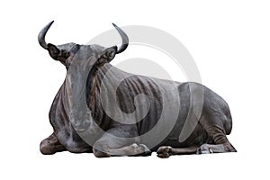 close-up of a blue wildebeests isolated on white background - clipping paths