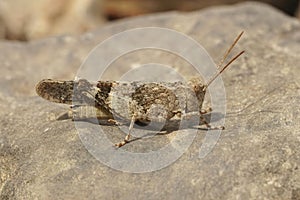 Close up of the blue-winged grasshopper, Oedipoda caerulescens