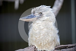 This is a close up of a blue winged kookaburra