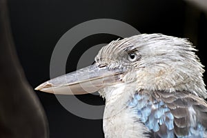 This is a close up of a blue winged kookaburra