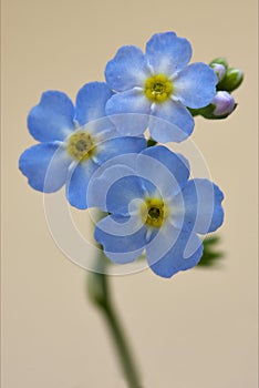 Close up of a blue yellow anagallis foemina