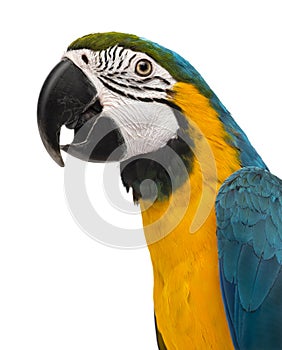 Close-up of a Blue-and-yellow Macaw (14 weeks old) isloated on w