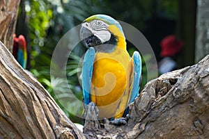 Close up  Blue and yellow Macaw