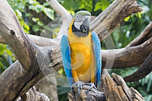 Close up  Blue and yellow Macaw