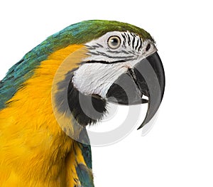 Close-up of a Blue-and-yellow Macaw