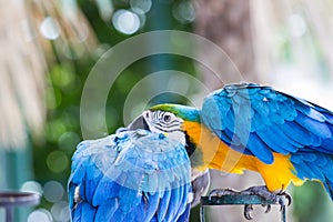 Close-up of blue-and-yellow macaw,