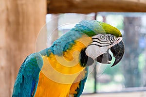 Close up of Blue-and-yellow macaw
