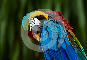 Close up of blue and yellow macaw,