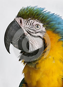 Close-up of Blue-and-yellow Macaw, Ara ararauna